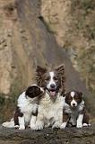 BORDER COLLIE 788